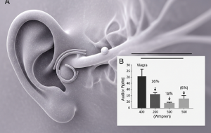دانشمندان کشف کردند: ویاگرا آسیب‌های پشت یک نوع ناشنوایی را برطرف می‌کند!